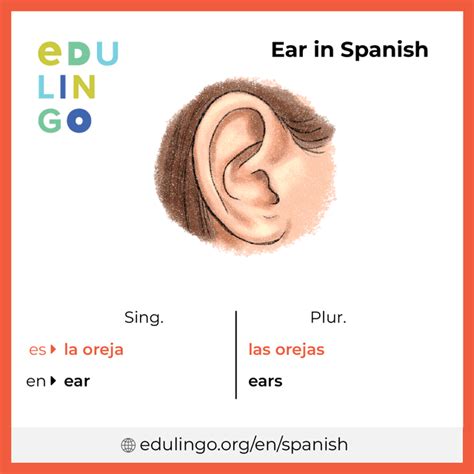 ears in spanish language