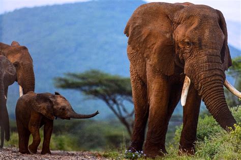 earth to sky among africas elephants a species in crisis Reader