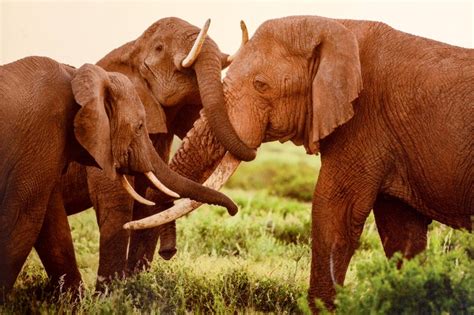 earth to sky among africas elephants a species in crisis Reader