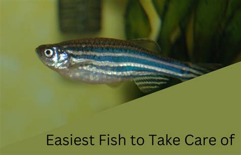 easiest pet fish to take care of