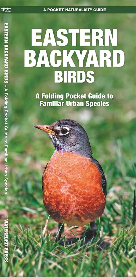 eastern backyard birds a folding pocket guide to familiar urban species pocket naturalist guide series Doc