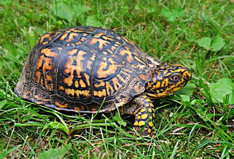 eastern box turtle turtles