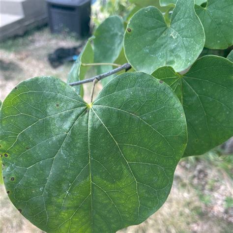 eastern redbud fertilizer