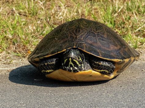 eastern river cooter turtle