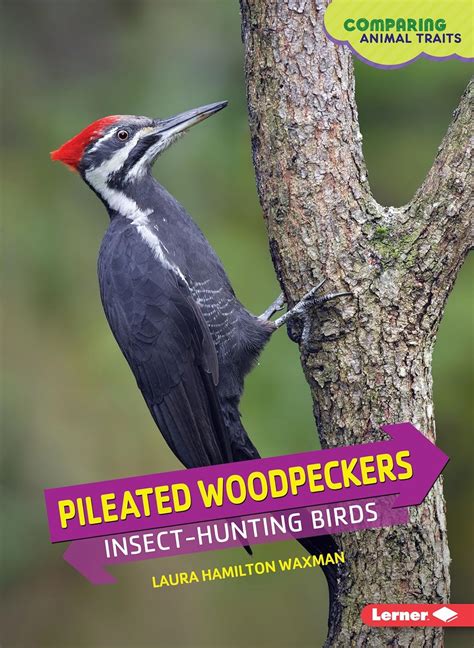 ebook pdf pileated woodpeckers insect hunting comparing animal Kindle Editon
