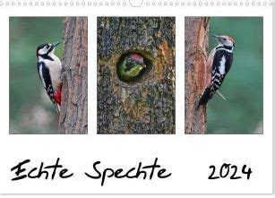 echte spechte tischkalender 2016 quer PDF