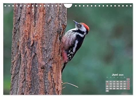 echte spechte wandkalender 2016 quer PDF