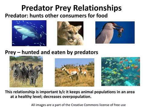 ecology of predator prey interactions Epub
