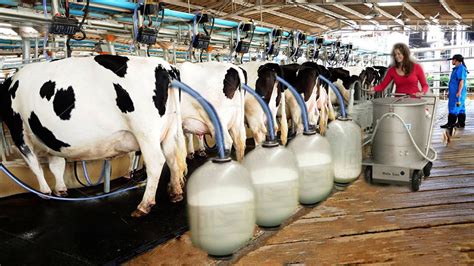 economy management dairy equipment livestock Kindle Editon