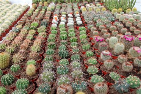 een reeks voor liefhebberijen cactussen met 50 afbeeldingen Reader