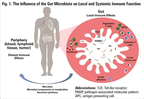 effects of microbes on the immune system Epub
