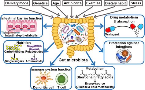 effects of microbes on the immune system Epub