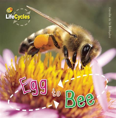 egg to bee lifecycles Kindle Editon