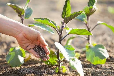 eggplant fertilizer