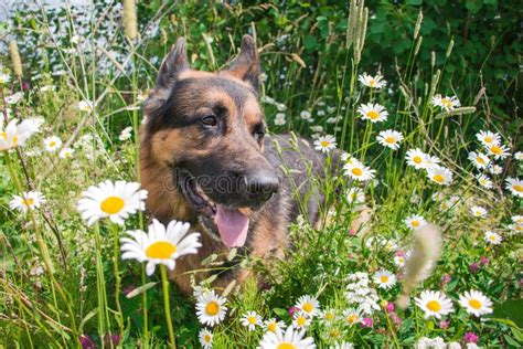 ein mderischer sommer shepherd german Doc