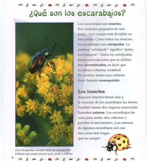 el ciclo de vida del escarabajo or the beetles life cycle ciclo de vida or the life cycle spanish edition Reader