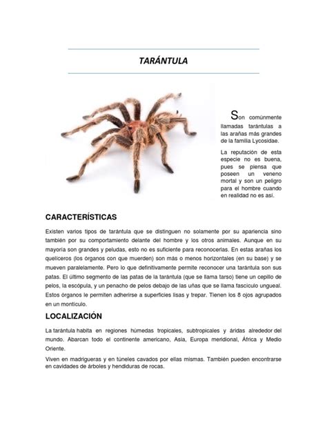 el cuento de la tarantula Epub