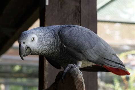 el yaco o loro gris africano el yaco o loro gris africano Doc