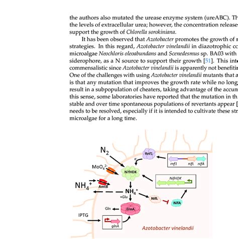 electron transport to nitrogenase in azotobacter vineland ii PDF