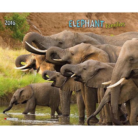 elephant families 2016 kalender calendars Kindle Editon