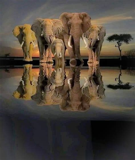 elephant reflections Kindle Editon