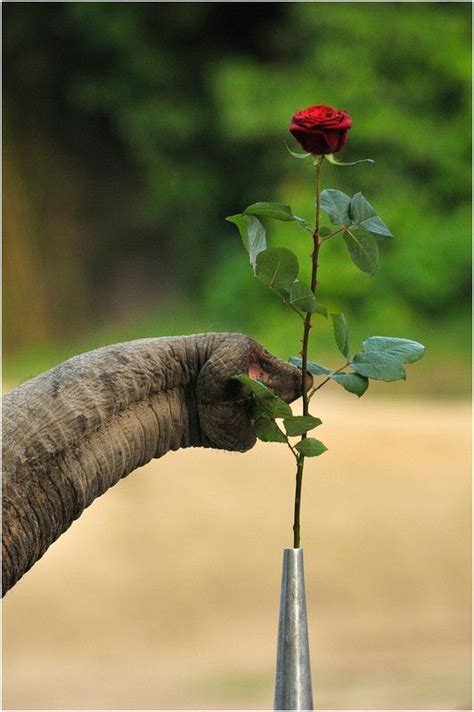 elephants can smell flowers too Reader