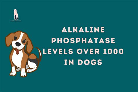 elevated alk phosphatase in dogs