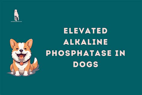 elevated alkaline phosphatase in dogs