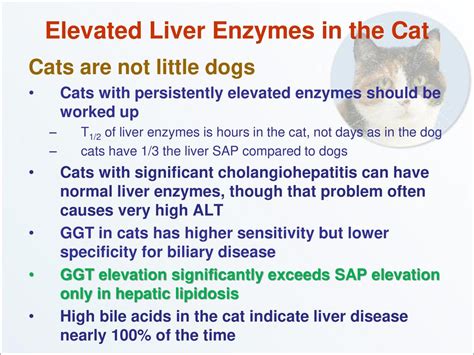 elevated liver enzymes in cats