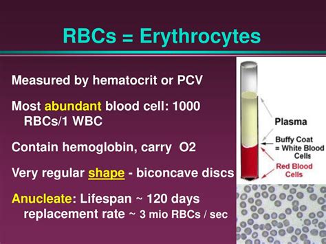 elevated rbc hemoglobin and hematocrit