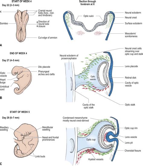 embryology of the eye and its adnexa embryology of the eye and its adnexa Doc