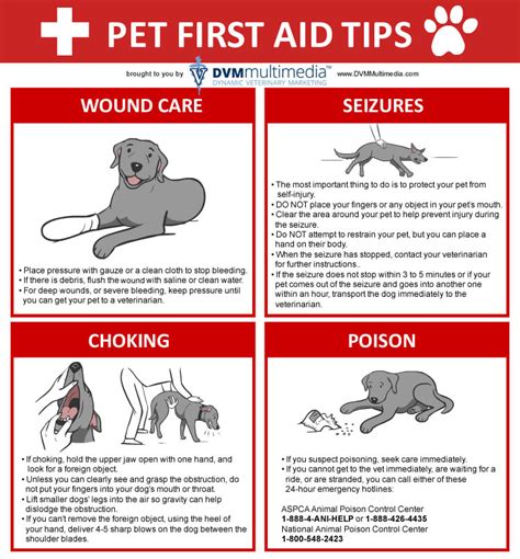 emergency first aid for your dog PDF