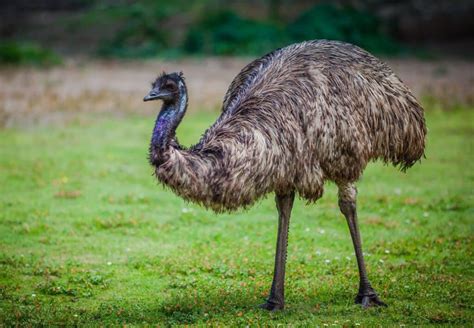 emu austrailia