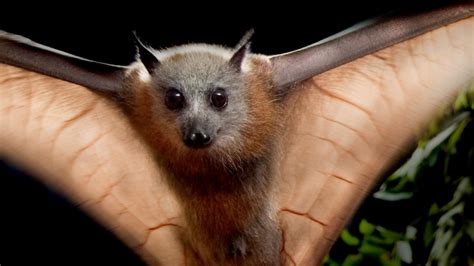endangered bats earths endangered animals Epub