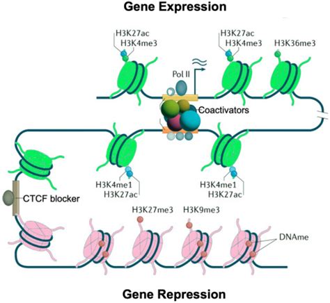 endocrine disruptors and puberty endocrine disruptors and puberty Doc