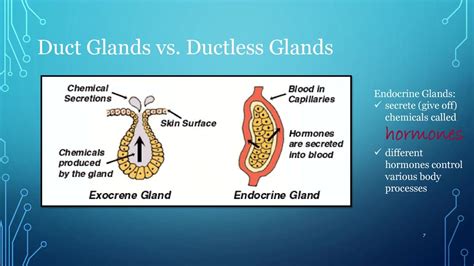 endocrine glands are ductless glands they release