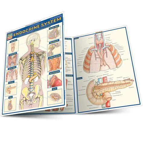 endocrine system quick study academic Reader