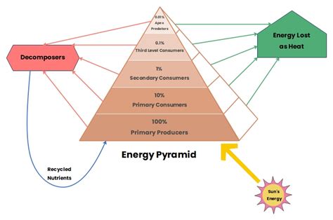 energy pyramid diagram pdf Reader