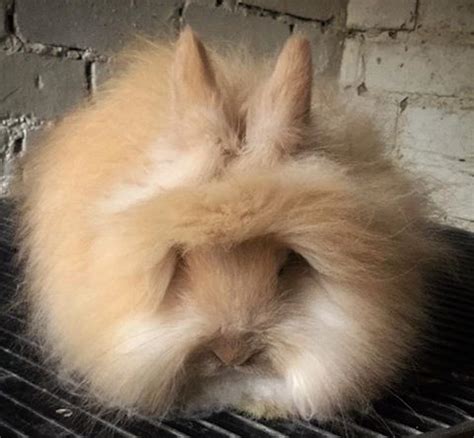 english angora bunny