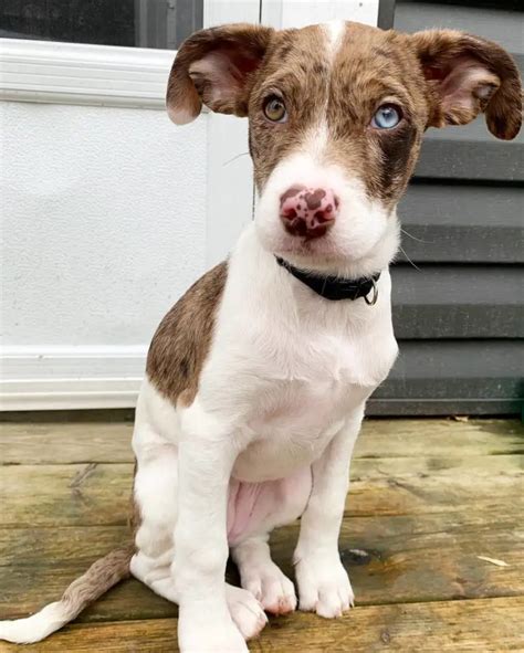 english bulldog and poodle mix