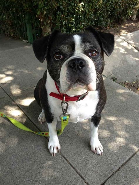 english bulldog boston terrier mix