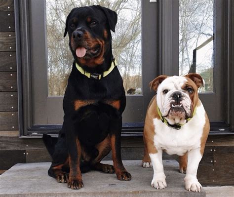 english bulldog mix with rottweiler