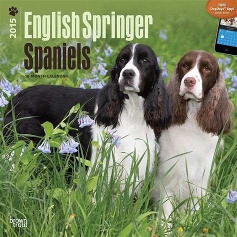 english cocker spaniels 2015 square 12x12 multilingual edition Reader