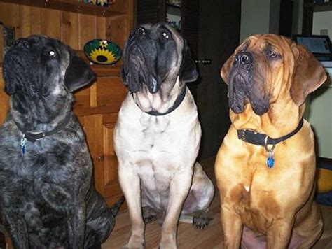 english mastiff colors