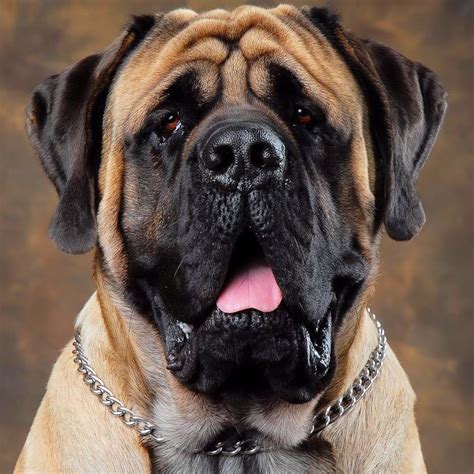 english old mastiff