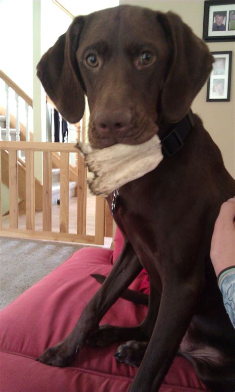 english pointer chocolate lab mix