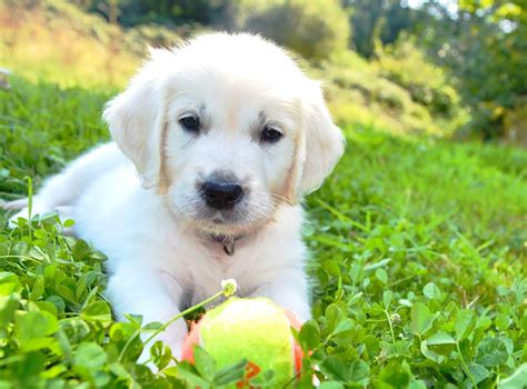 english retriever