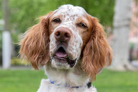 english setter dogs