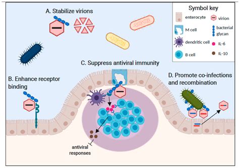 enteric infections and immunity enteric infections and immunity Reader