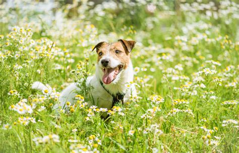 environmental allergies in dogs